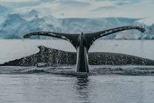 black whale in water during daytime
