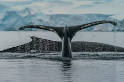 black whale in water during daytime