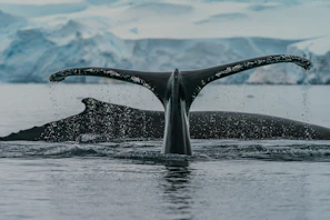 black whale in water during daytime