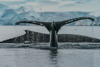 black whale in water during daytime