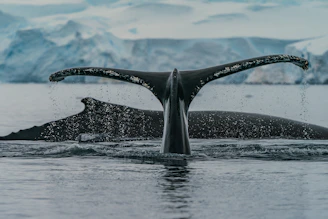black whale in water during daytime