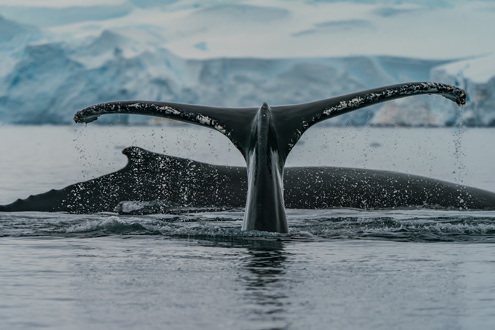 昼間の水中の黒いクジラ