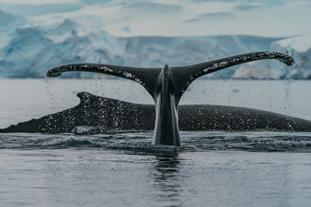 baleia negra na água durante o dia