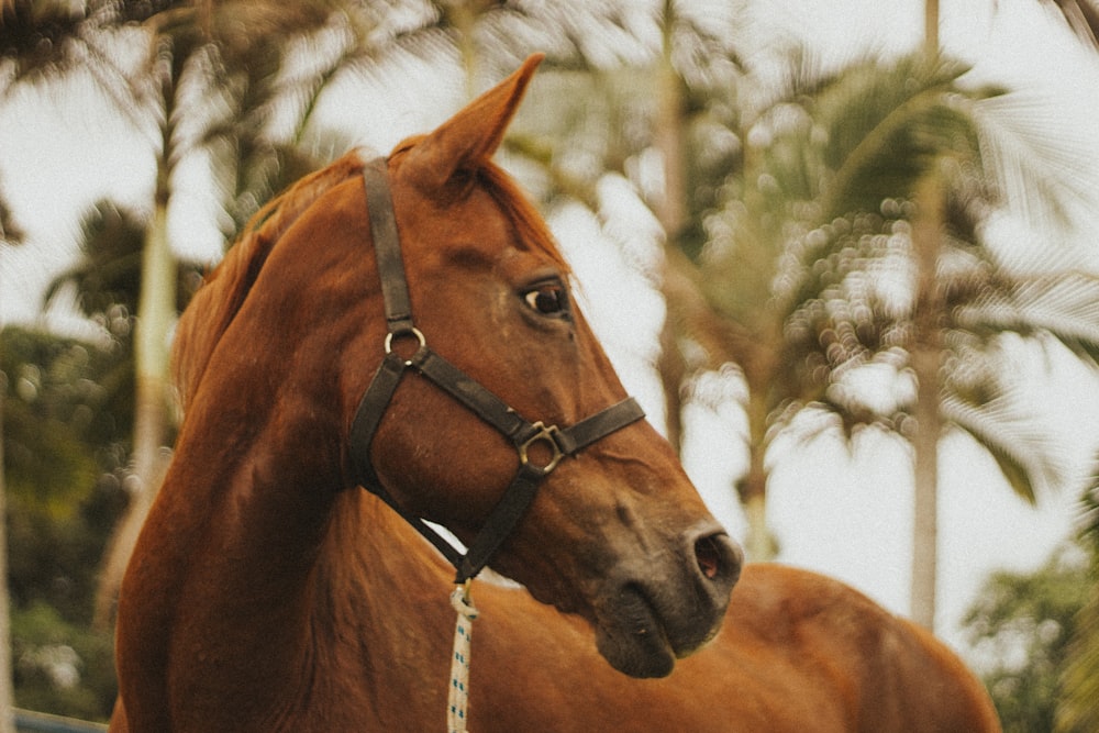 brown horse in tilt shift lens