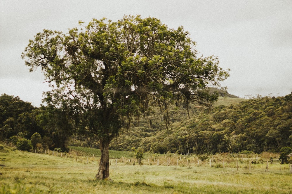 green tree on green grass field during daytime