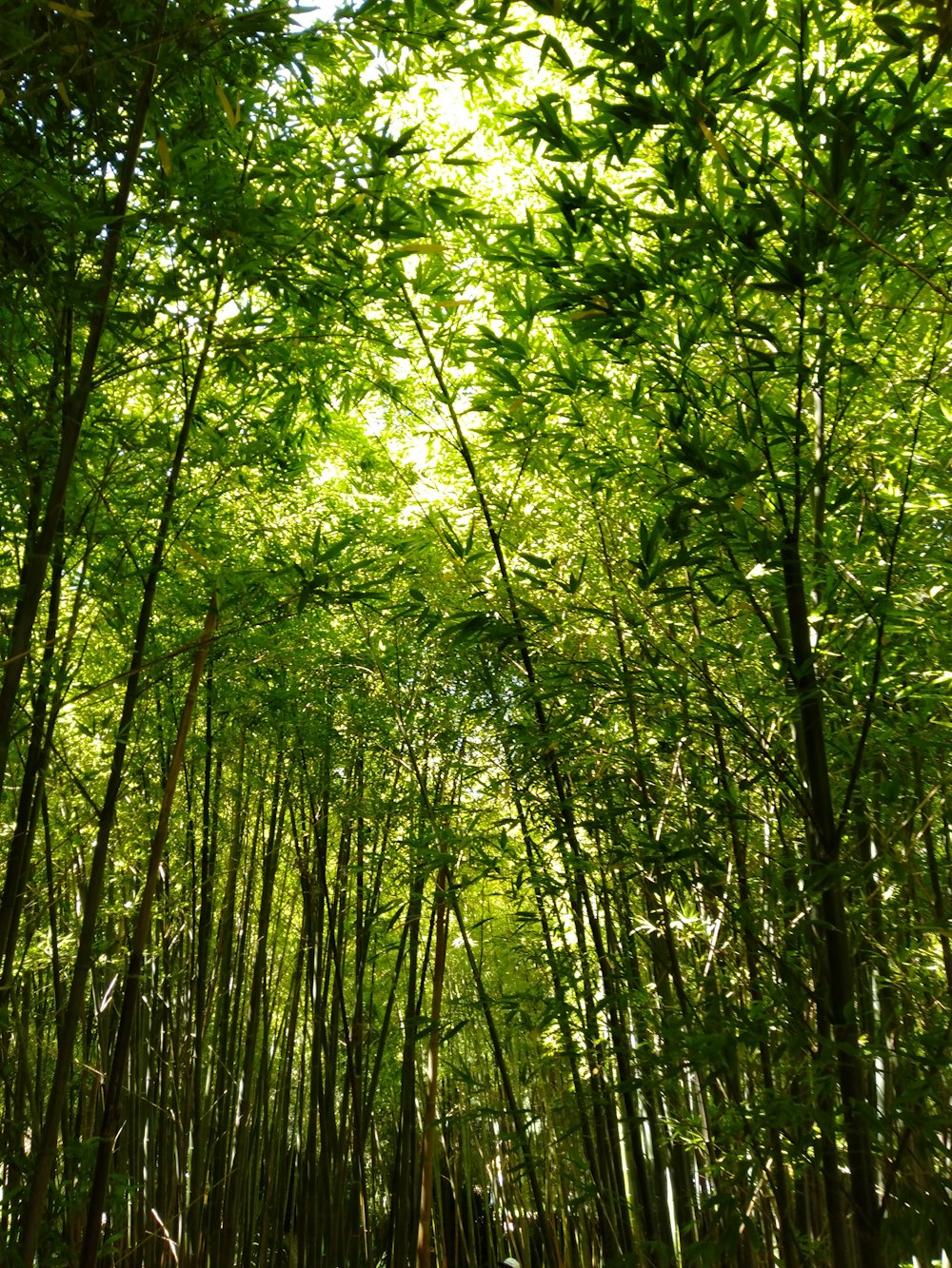 green trees in forest during daytime