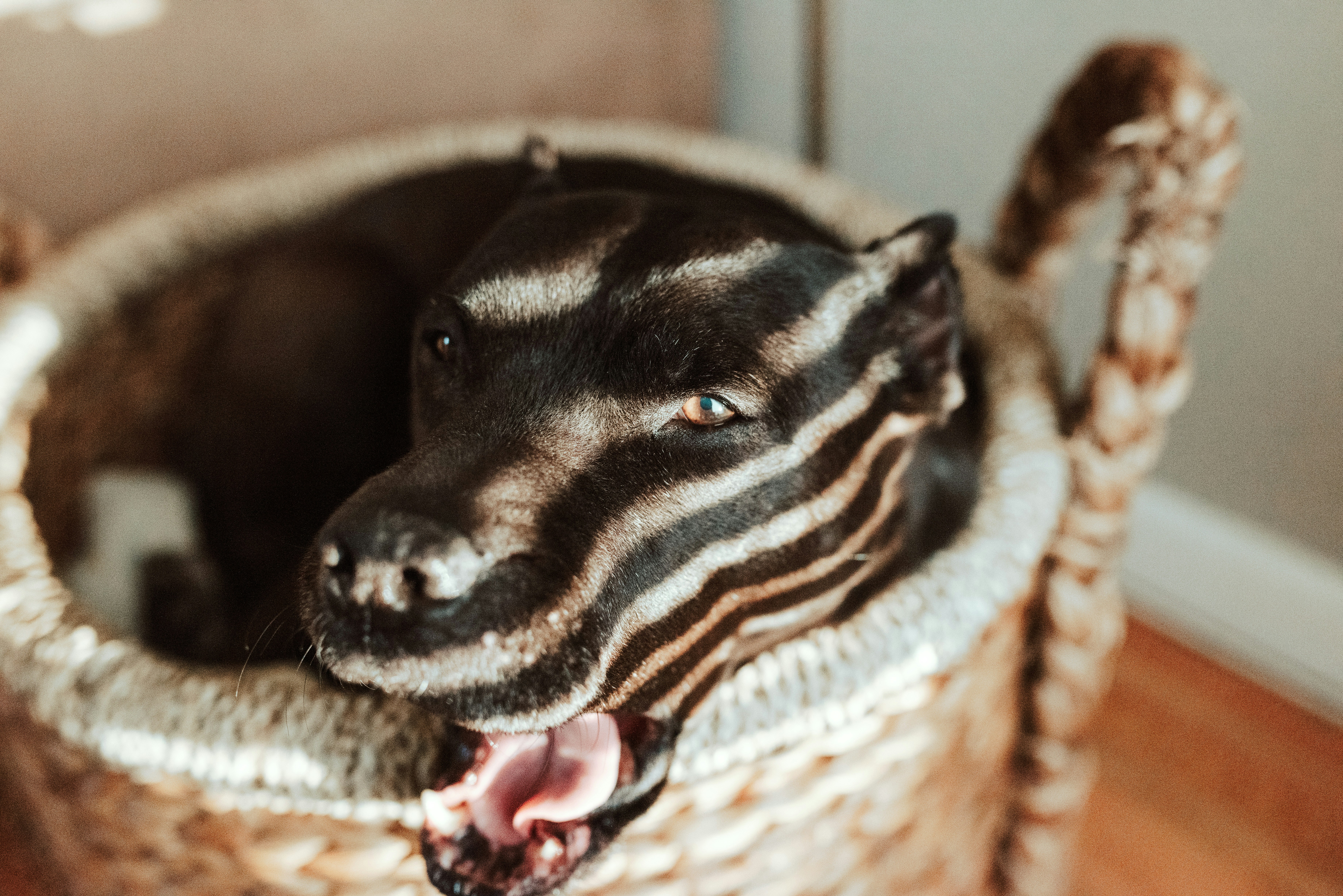 Exploring Post-Bath Yawns