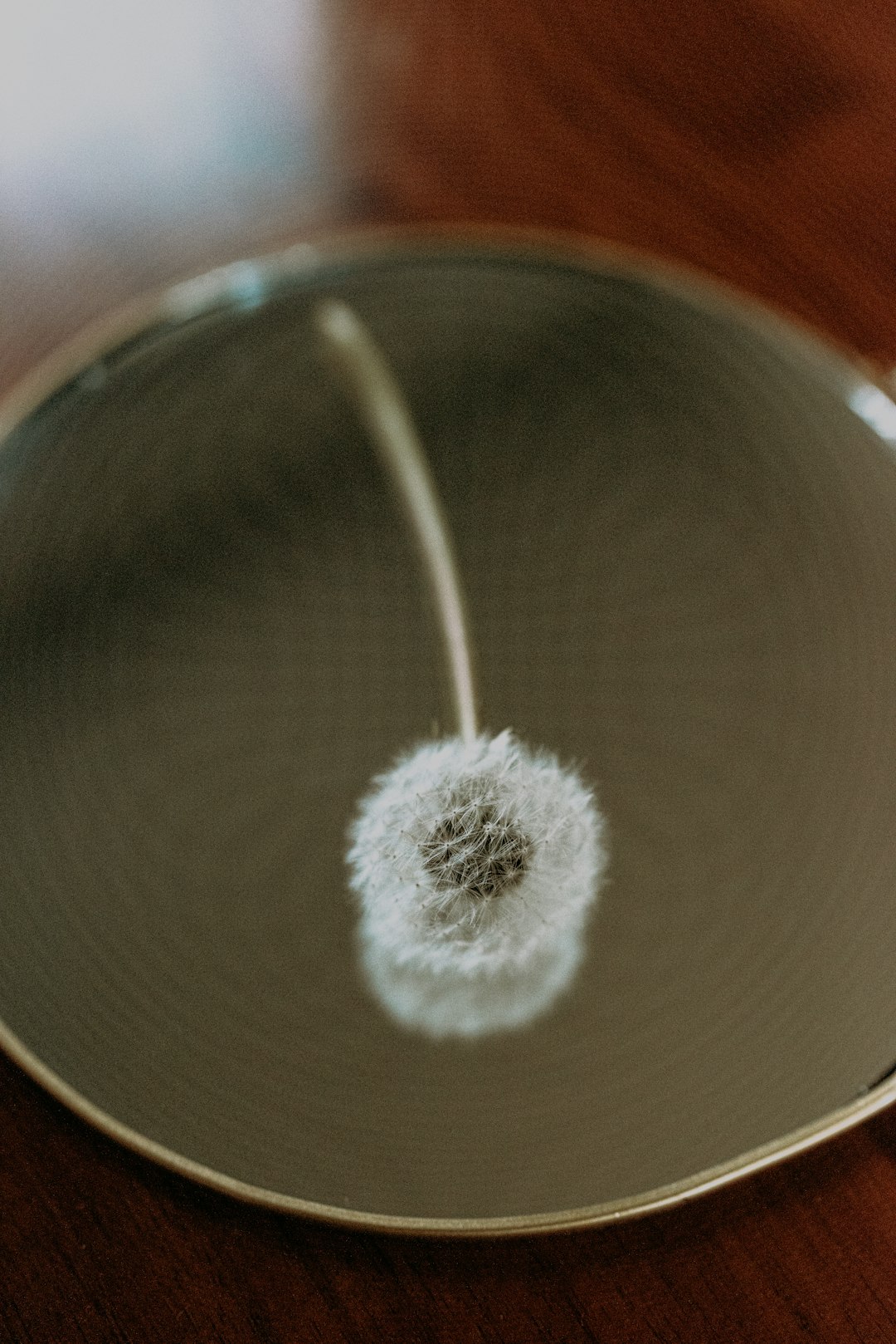 white dandelion in brown pot