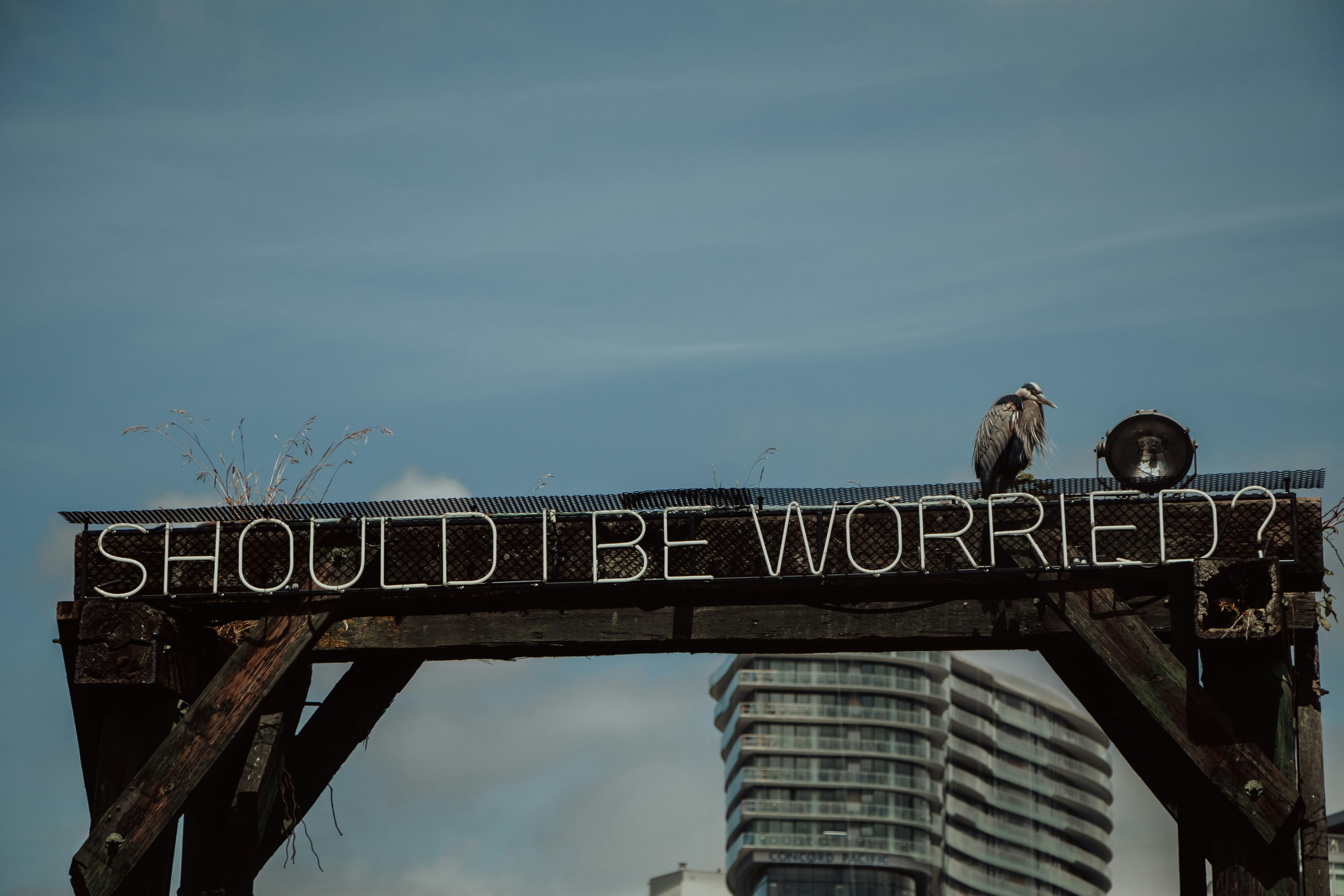 brown bird on black metal bridge during daytime
