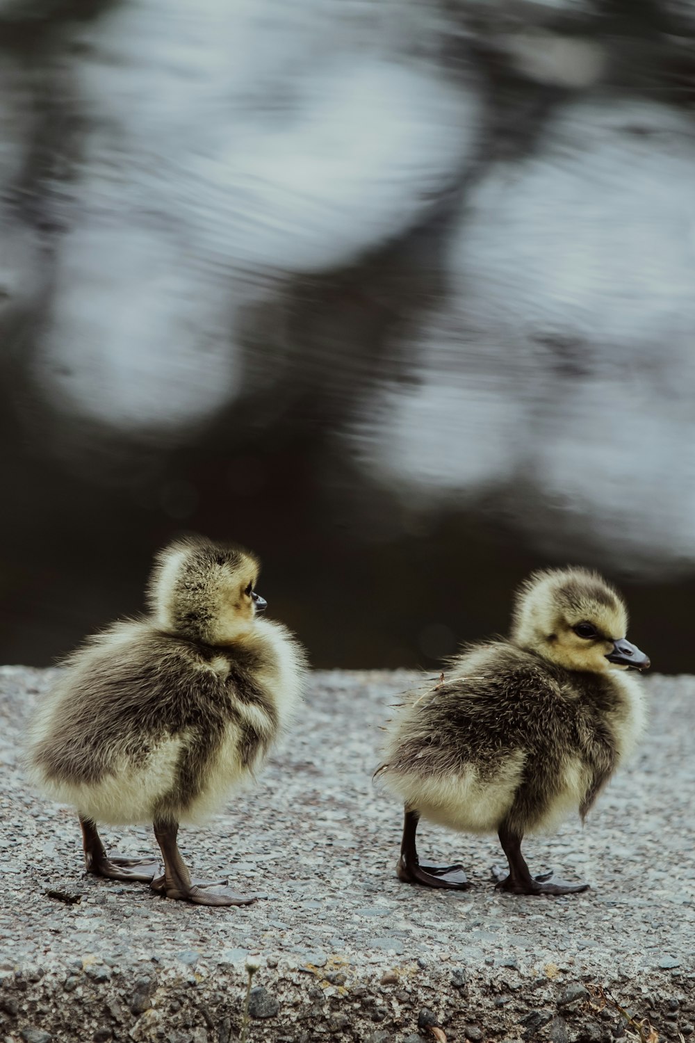 three yellow ducklings on gray concrete floor