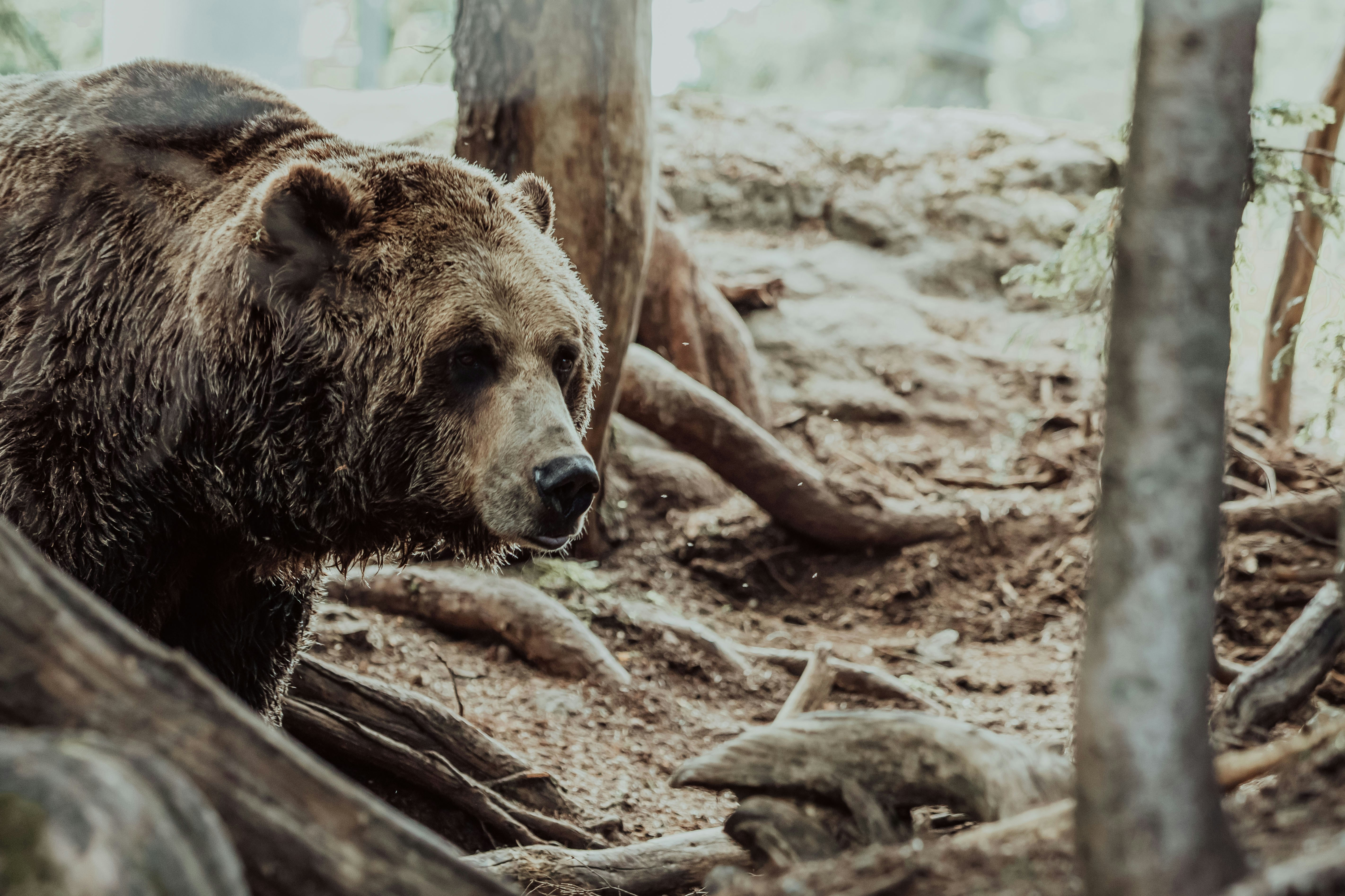 brown bear on brown soil during daytime