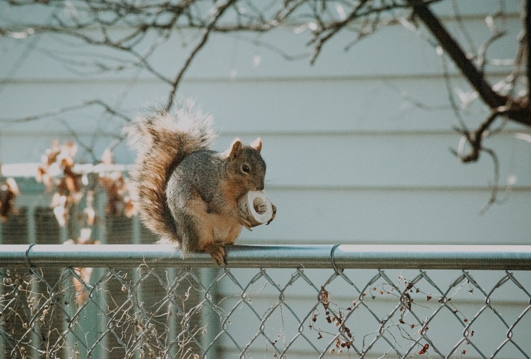 brown squirrel on gray metal fence during daytime