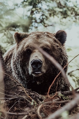 brown bear on body of water