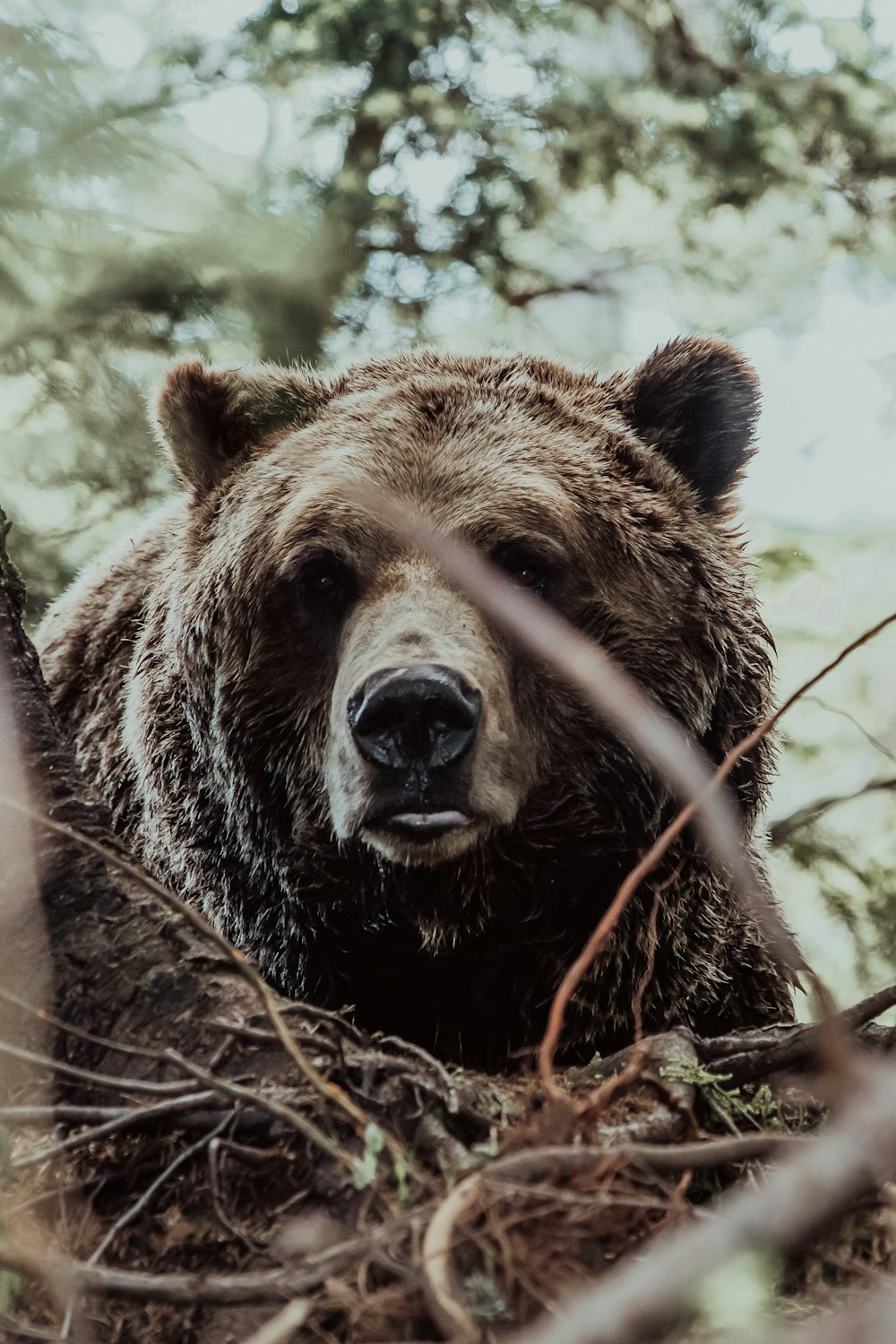 brown bear on body of water