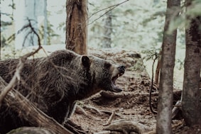 brown bear walking on brown dirt during daytime