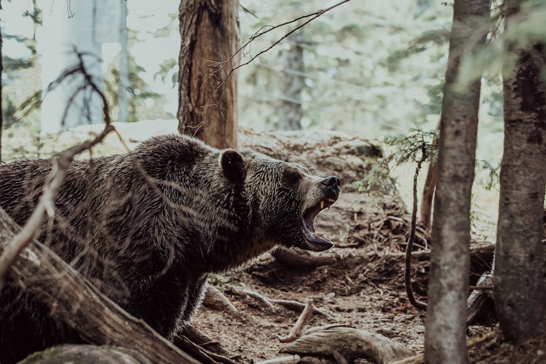  brown bear walking on brown dirt during daytime bear