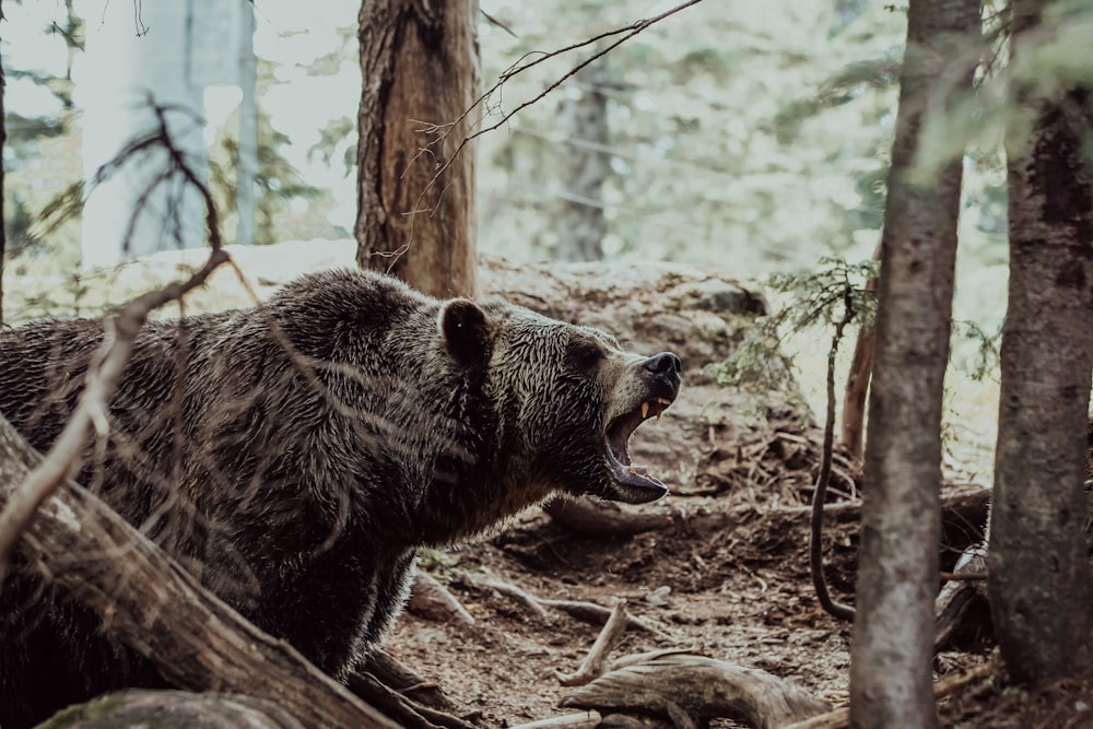 brown bear walking on brown dirt during daytime