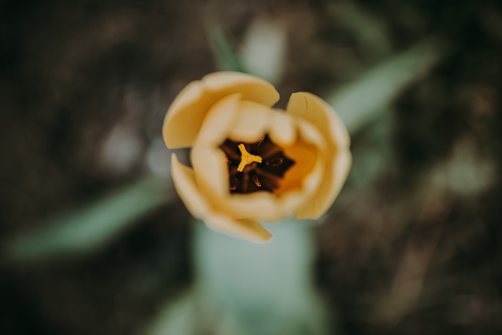 yellow flower in tilt shift lens