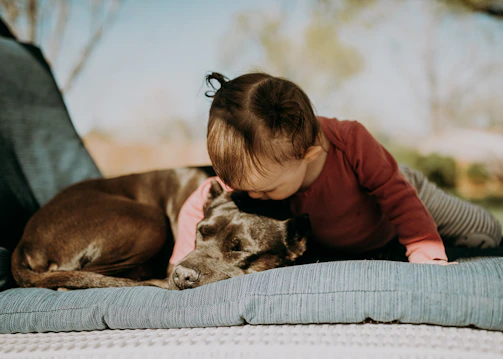 A tender moment of a foster dog resting its head gently on a child's lap in a sun-dappled room.
