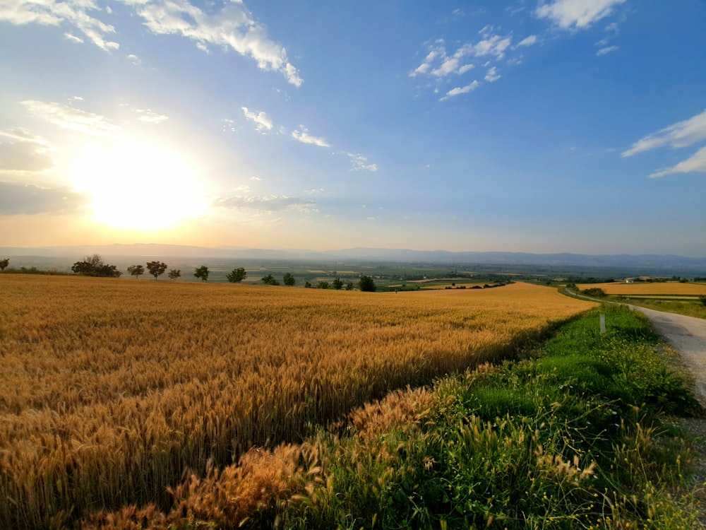 green grass field under blue sky during daytime