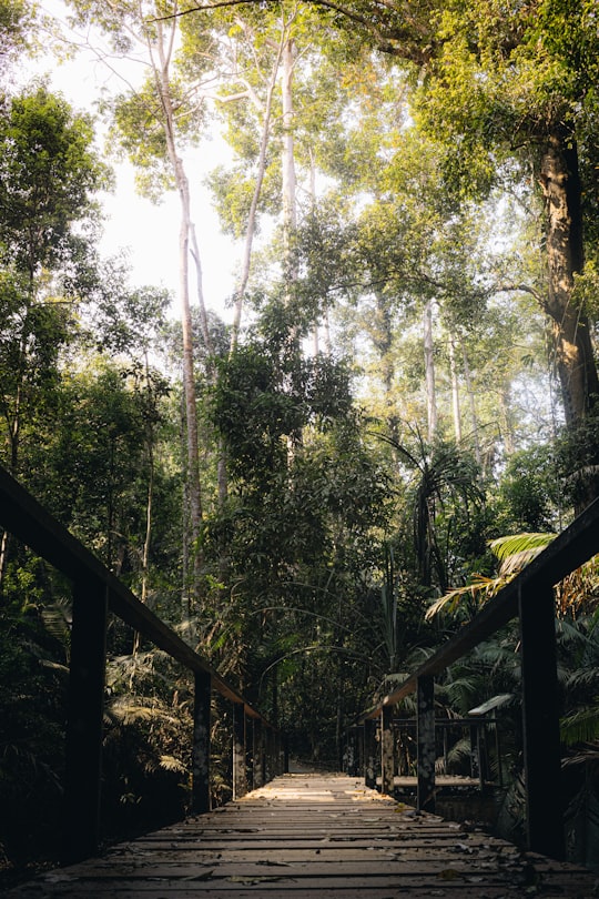 green trees and brown wooden fence in Khao Yai National Park Thailand