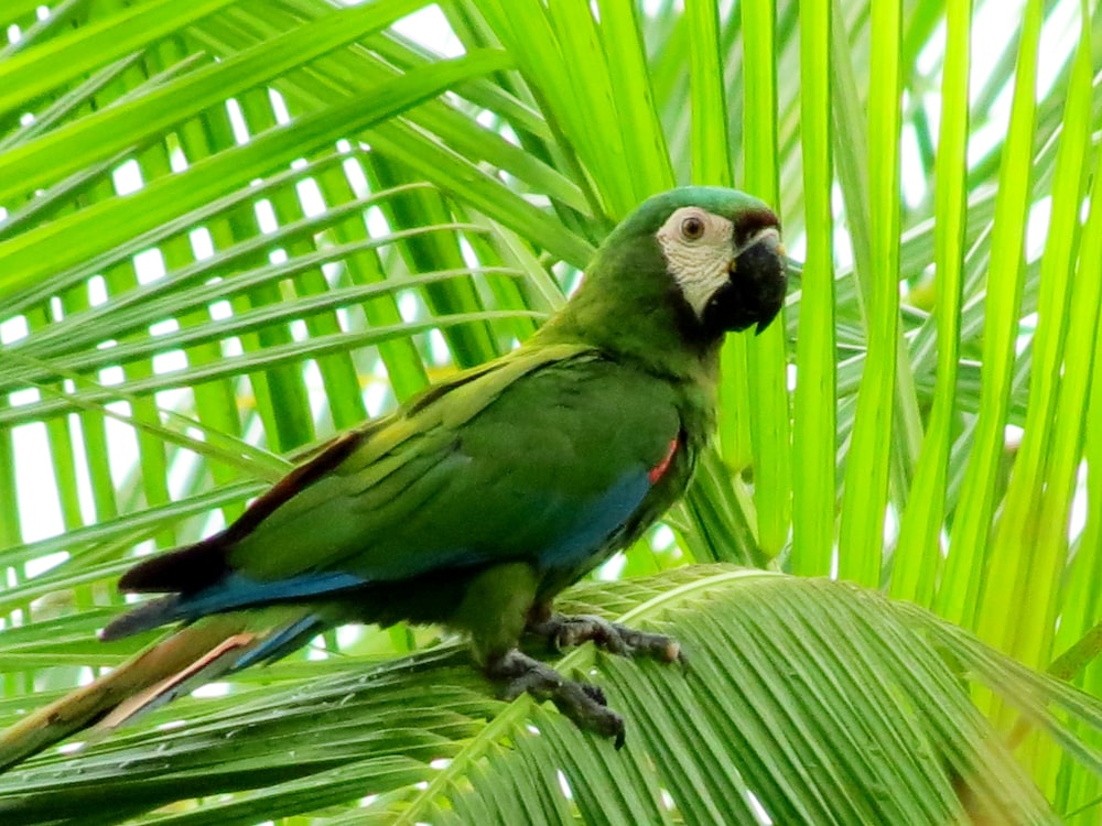 green blue and white parrot on green tree branch