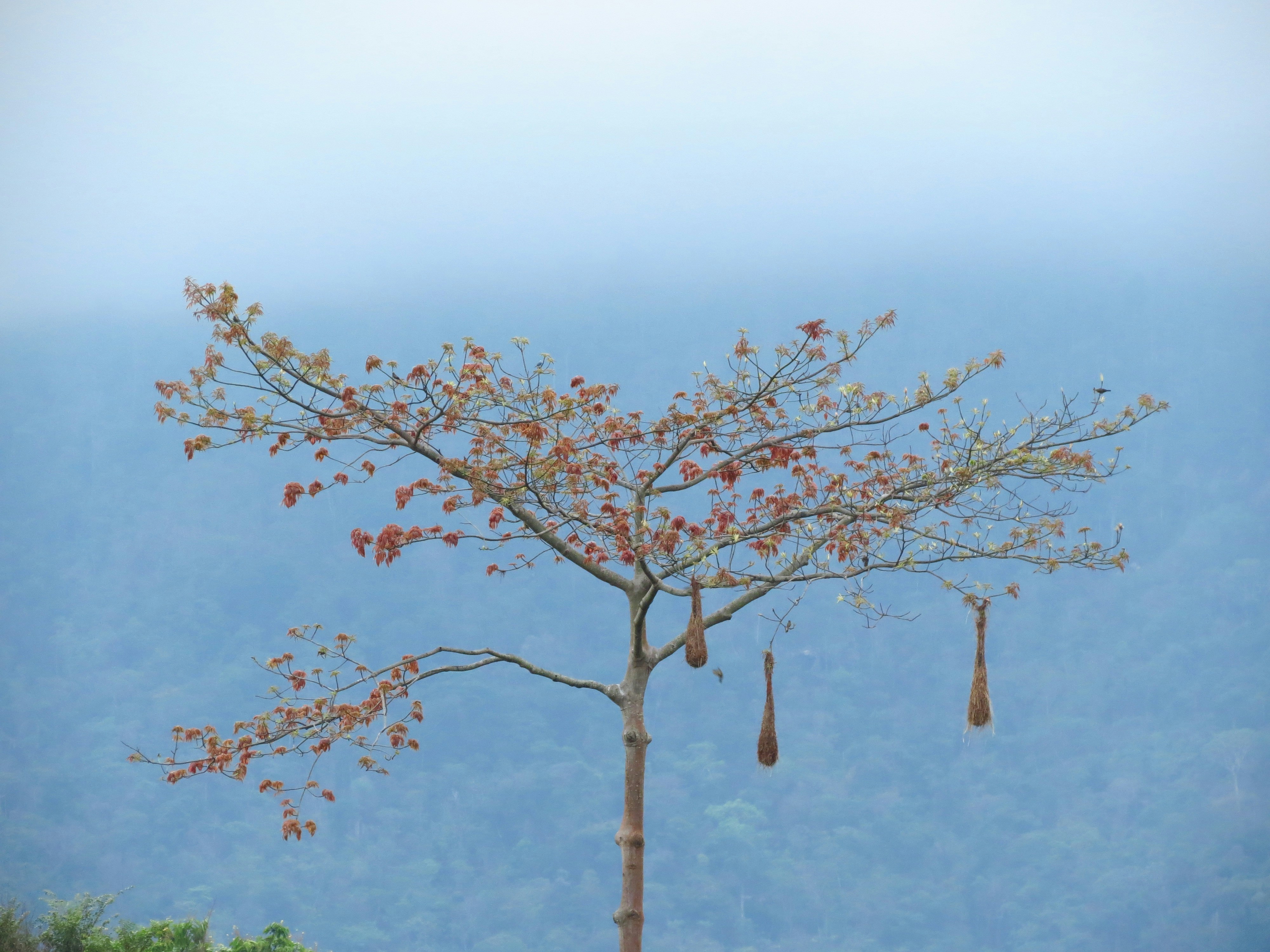 brown bare tree under blue sky during daytime