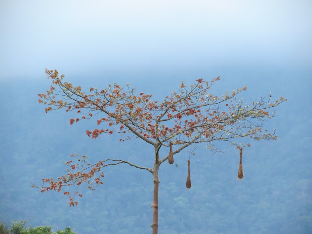 brown bare tree under blue sky during daytime