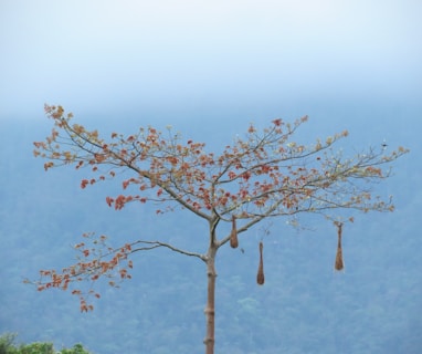 brown bare tree under blue sky during daytime