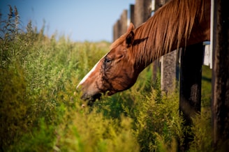A brown horse is leaning over a wooden fence to eat tall green grass in a rural area. The scene is bathed in warm sunlight, highlighting the horse's mane and the lush vegetation surrounding it.