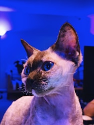 A short-haired cat with large, expressive eyes is illuminated by a blue and purple light, creating a striking contrast against its fur. The background includes subtle, indistinct shapes and shades, contributing to a mysterious atmosphere.