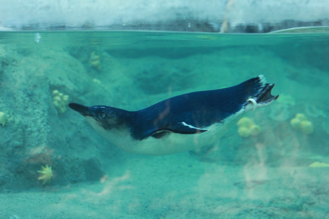 Underwater photo spot Taronga Zoo Wharf Tamarama