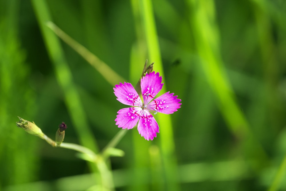 purple flower in tilt shift lens