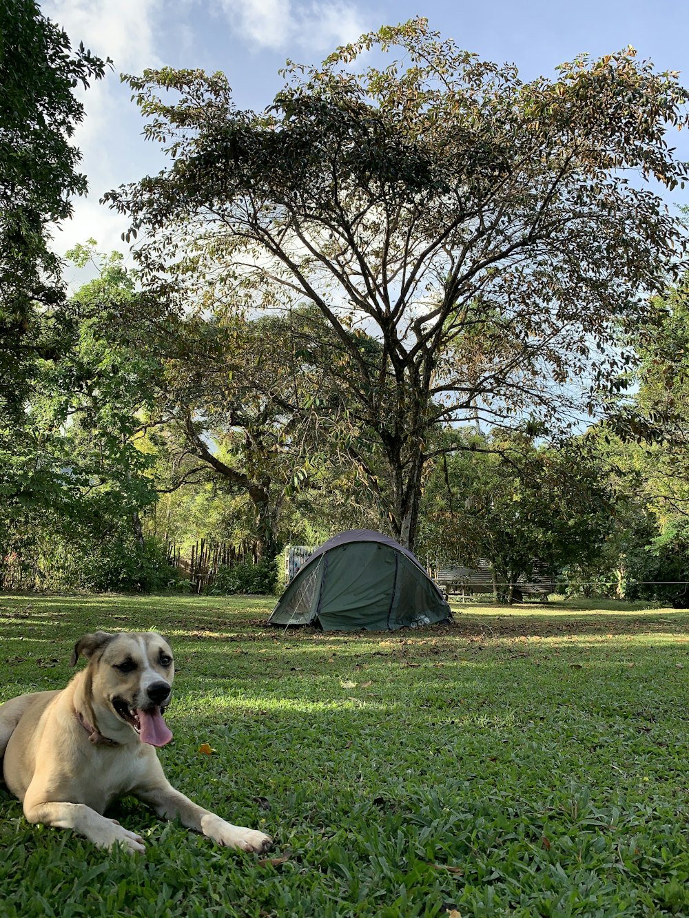 gray dome tent on green grass field during daytime