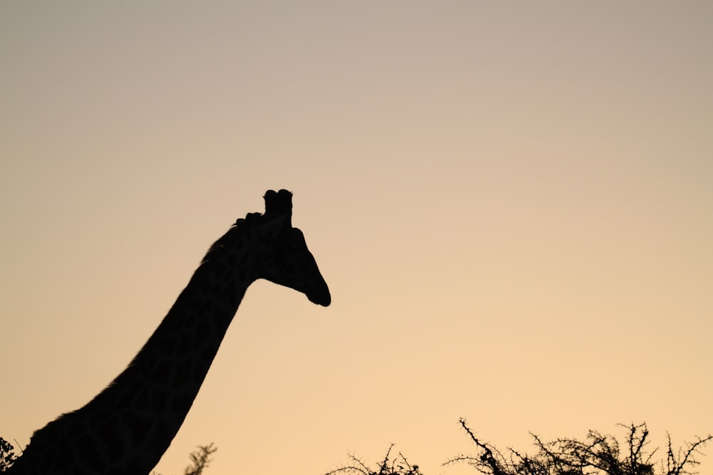 giraffe standing on brown grass during daytime