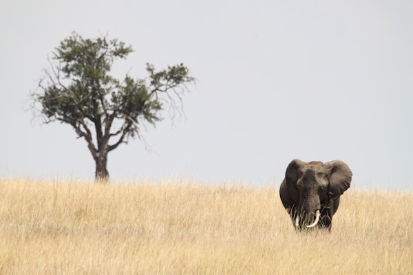 Central Serengeti National Park
