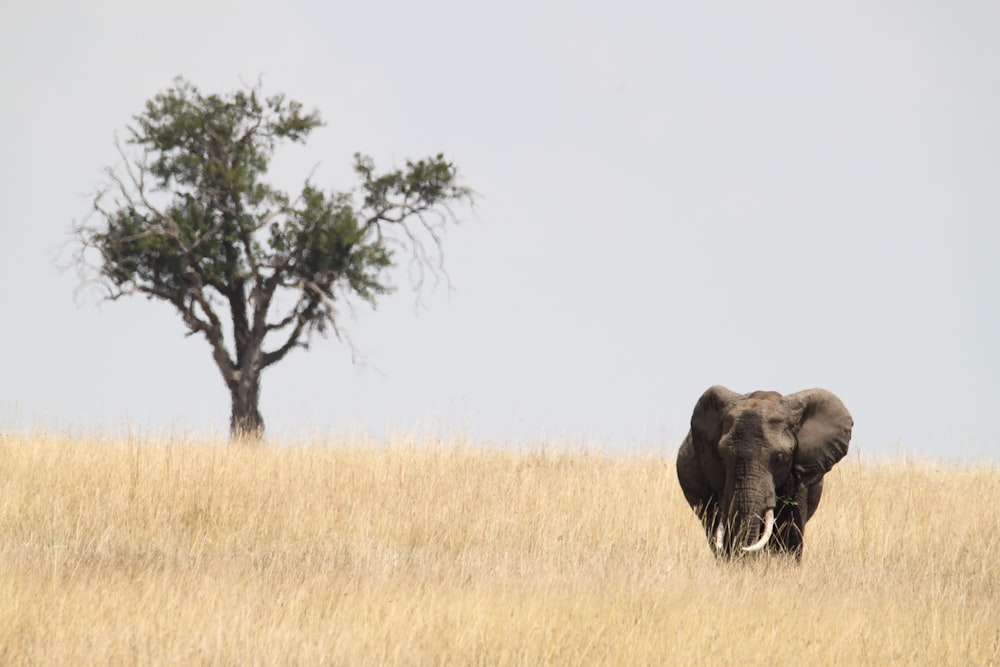 black elephant on brown grass field during daytime