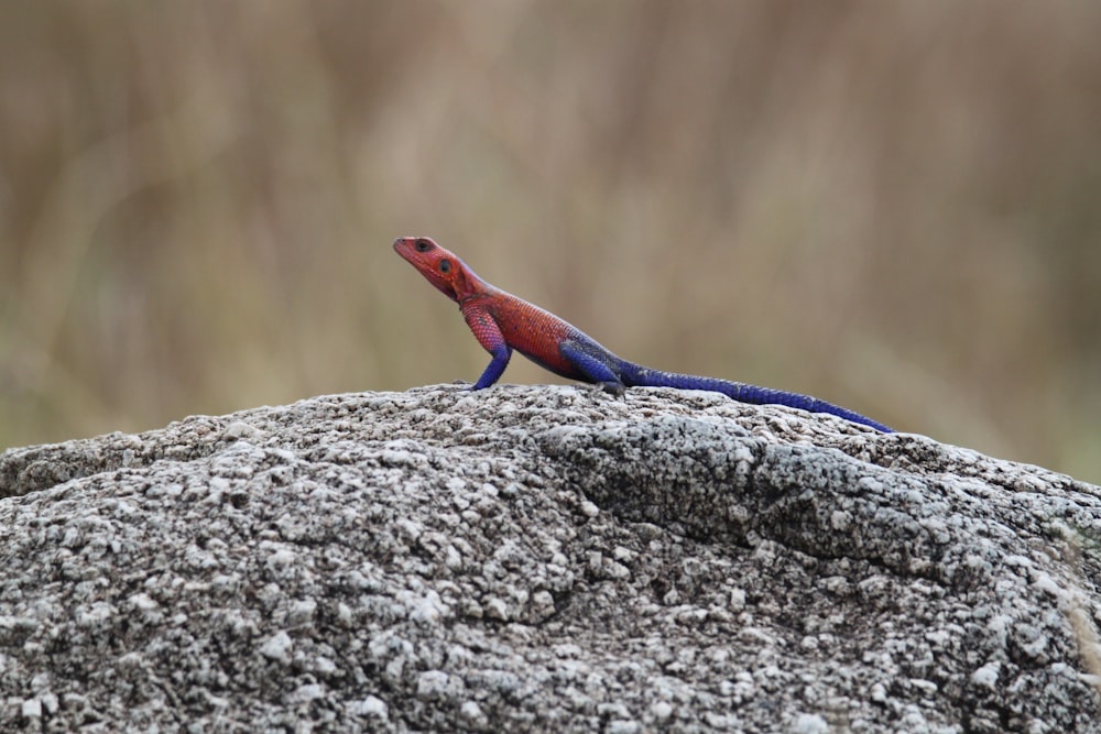 blue and red lizard on gray rock