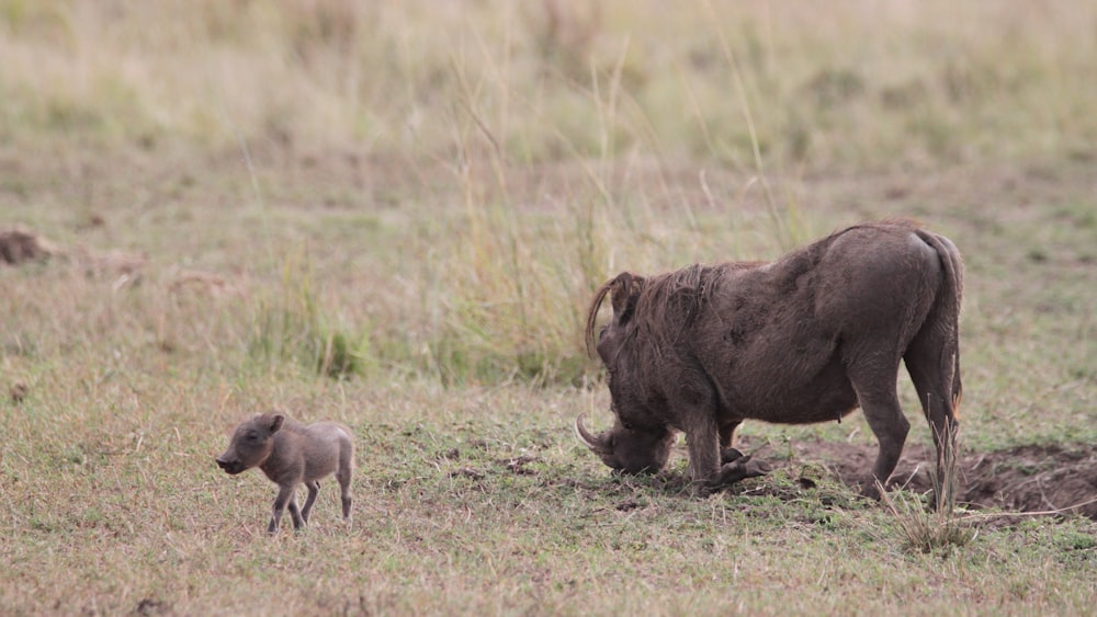 brown rhinoceros on brown grass field during daytime