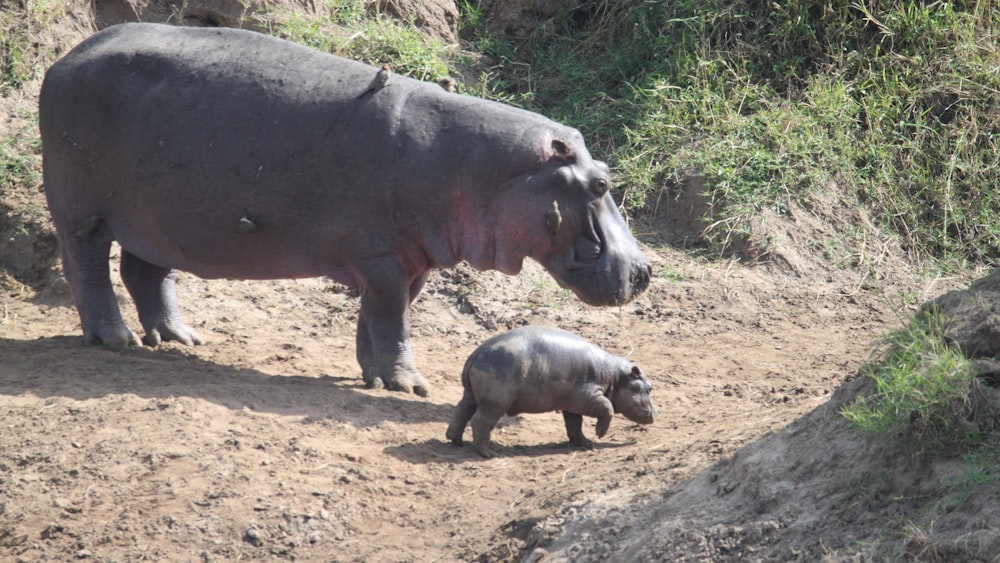 black rhinoceros on brown soil