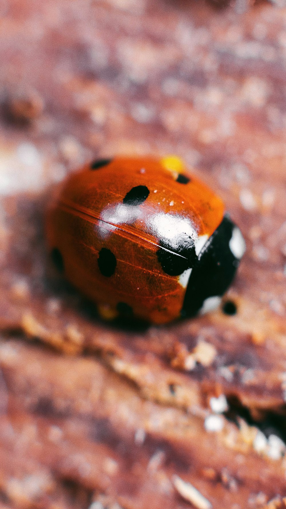 red and black ladybug on brown sand in close up photography during daytime