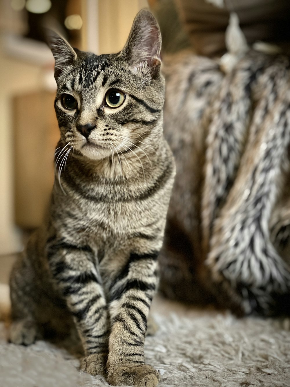 brown tabby cat on brown textile