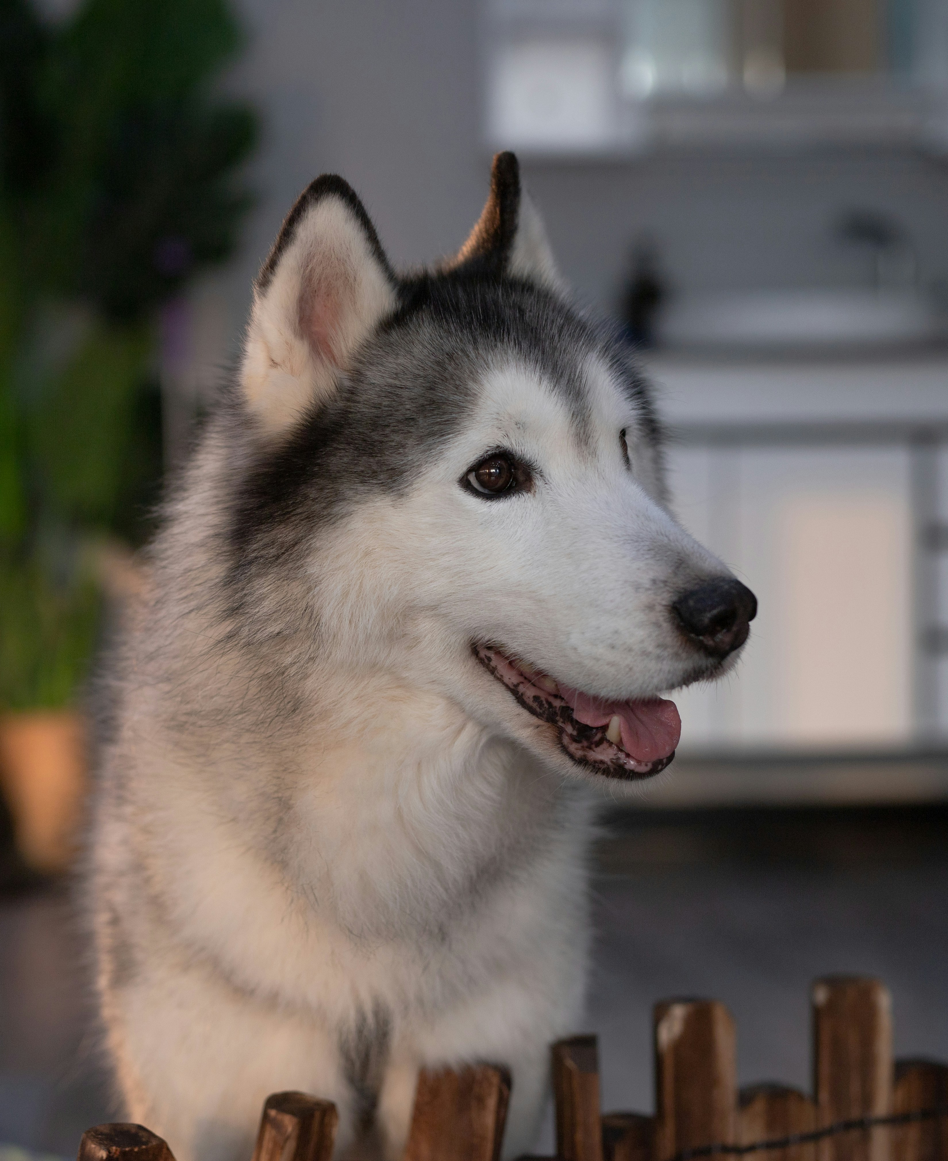 白と黒のシベリアン ハスキーの写真 Unsplashで見つけるグレーの無料写真