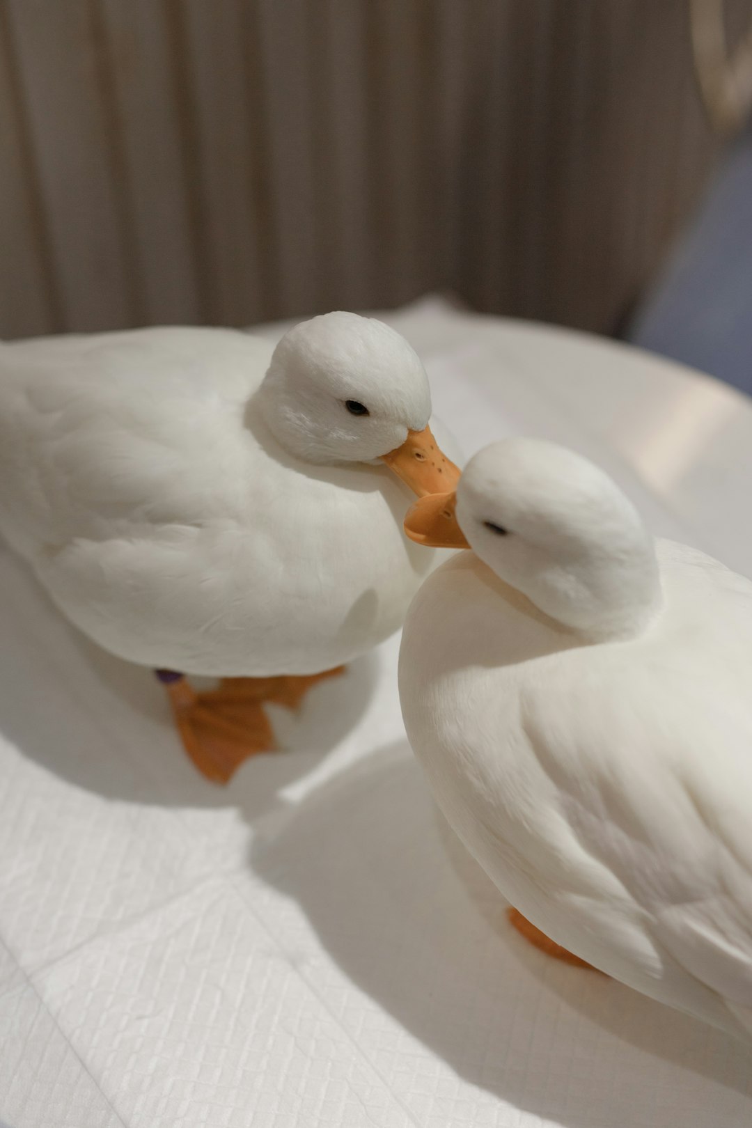white duck on white textile