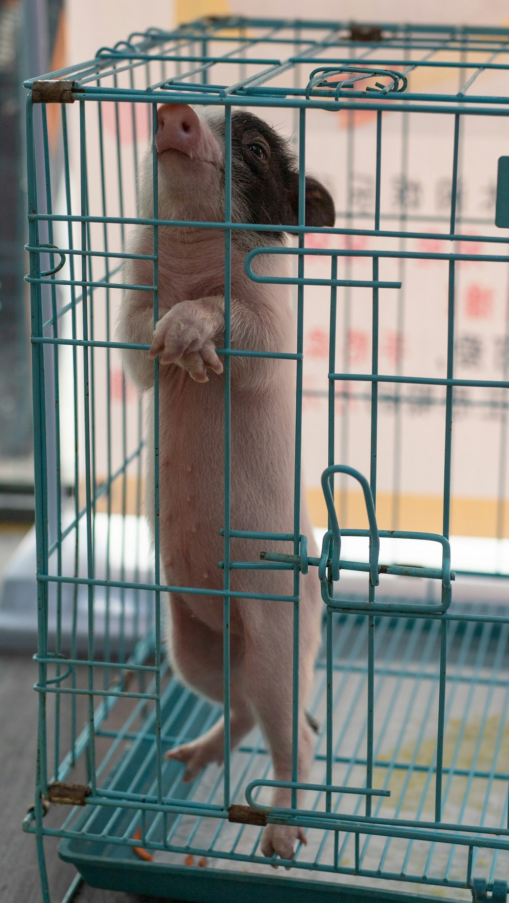 brown short coated small sized dog in cage