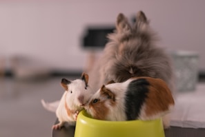 white and brown long haired small dog on yellow plastic container