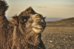Close-up of a camel’s face with the desert landscape softly blurred behind