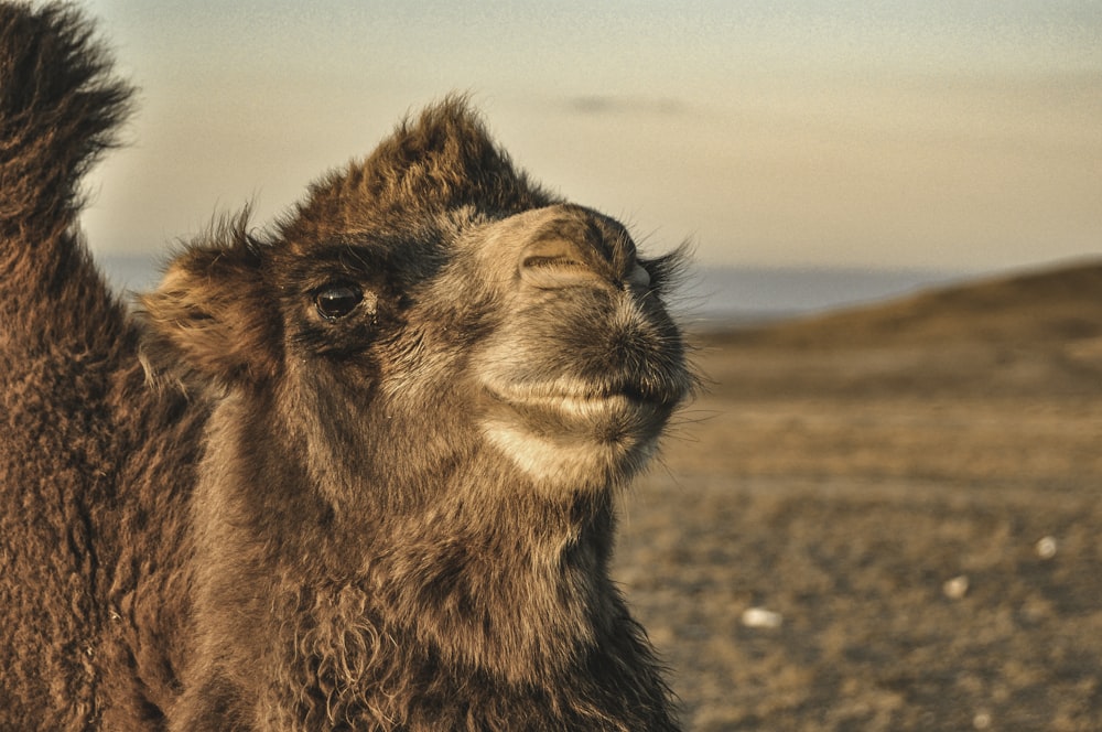 brown camel on brown field during daytime