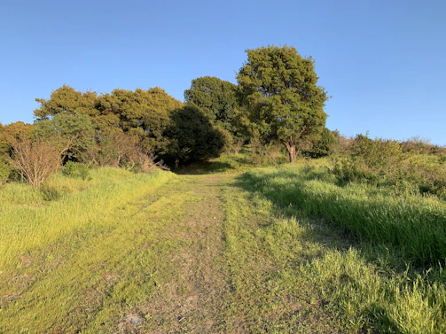 A scenic travel photo featuring a peaceful, sunlit path winding through lush greenery, representing the travel agency venture.