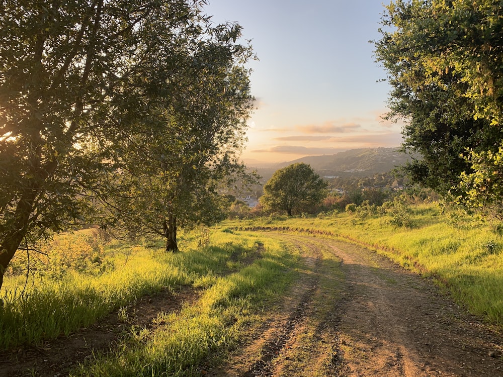 campo di erba verde e alberi durante il giorno